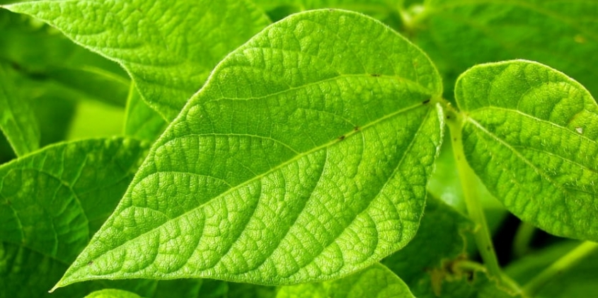 Como Cuidar das Plantas Quando For Viajar?