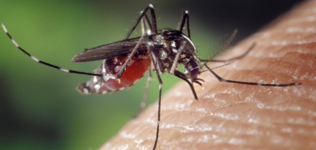 imagem sobre Verão Chega e a Dengue Também